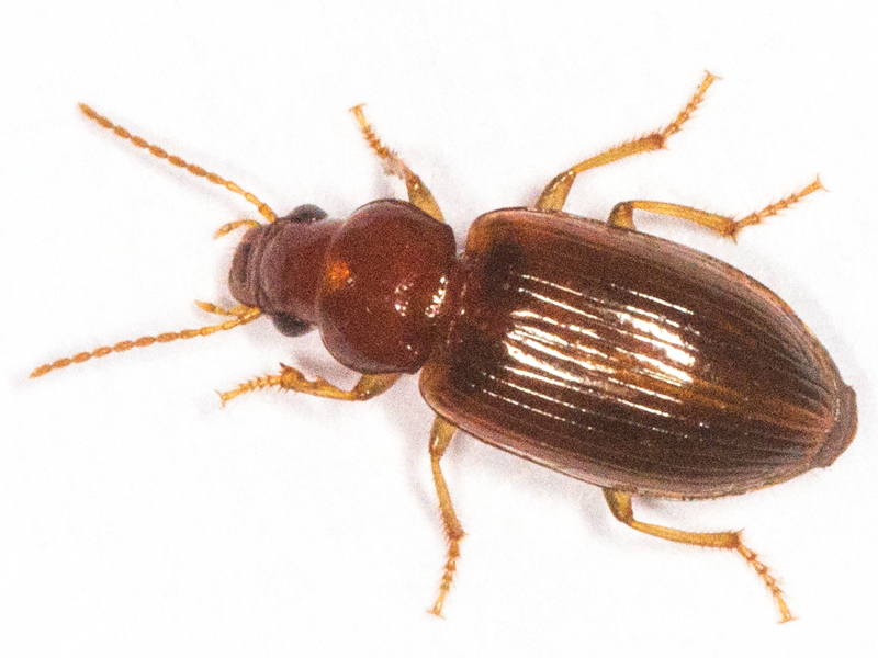 Bradycellus verbasci
